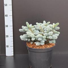 Picea pungens 'Glauca Globosa'