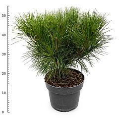 Pinus densiflora 'Alice Verkade'