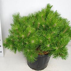 Pinus densiflora 'Low Glow'