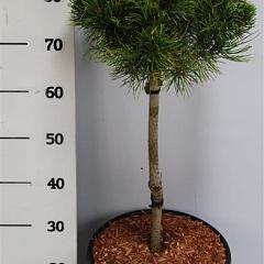 Pinus mugo 'Carsten'