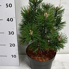 Pinus mugo 'Columbo'
