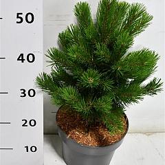 Pinus mugo 'Gnom'
