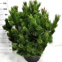 Pinus mugo 'Gnom'