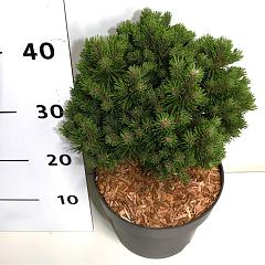 Pinus mugo 'Heideperle'