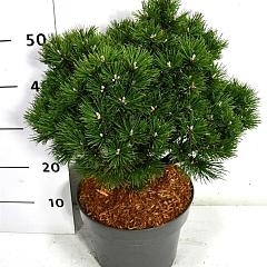 Pinus mugo 'Humpy'