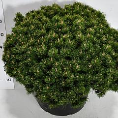 Pinus mugo 'Humpy'