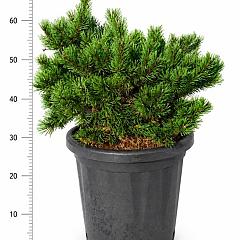 Pinus mugo 'Klostergrün'
