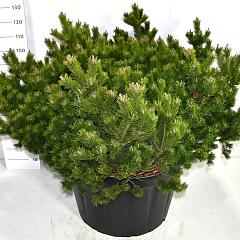 Pinus mugo 'Klosterkötter'