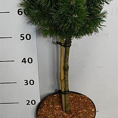 Pinus mugo 'Mops'