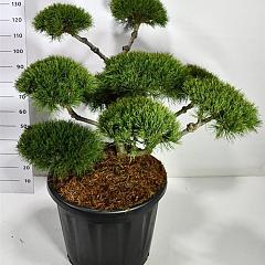 Pinus mugo 'Mughus'