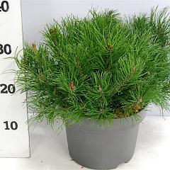 Pinus mugo mugo