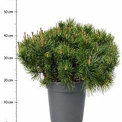 Pinus mugo mugo