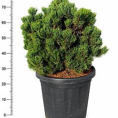 Pinus mugo 'Picobello'