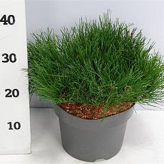Pinus mugo pumilio