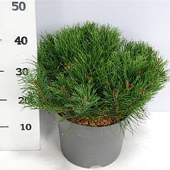 Pinus mugo pumilio