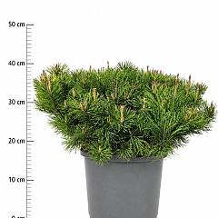 Pinus mugo pumilio