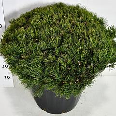 Pinus mugo pumilio
