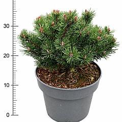 Pinus mugo 'Pumuckel'