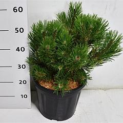 Pinus mugo 'Winter Gold'