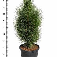 Pinus nigra 'Green Tower'