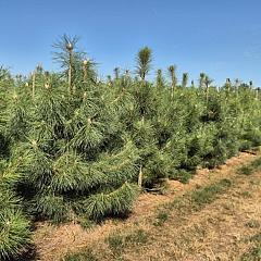 Pinus nigra laricio