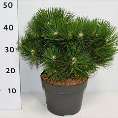 Pinus nigra 'Nana'