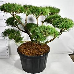 Pinus nigra 'Pierrick Brégeon'