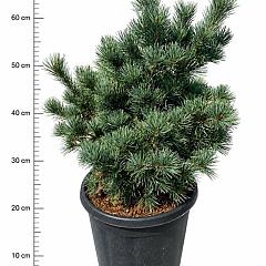 Pinus parviflora 'Negishi'