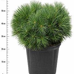 Pinus strobus 'Bergman's Mini'
