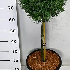 Pinus strobus 'Green Curls'
