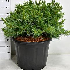 Pinus strobus 'Macopin'