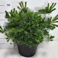 Pinus strobus 'Niagra Falls'