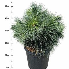 Pinus strobus 'Reinshaus'
