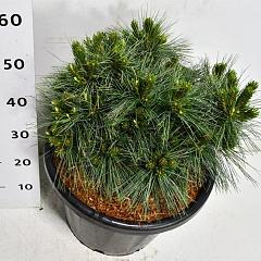 Pinus strobus 'Reinshaus'