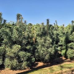 Pinus sylvestris