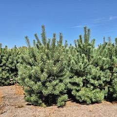 Pinus sylvestris