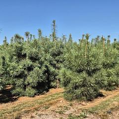 Pinus sylvestris