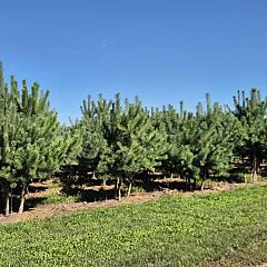 Pinus sylvestris