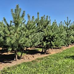 Pinus sylvestris