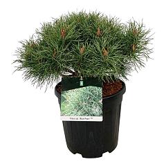 Pinus sylvestris 'Blue Pearl'