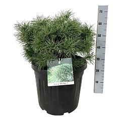 Pinus sylvestris 'Blue Pearl'