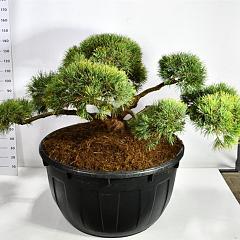 Pinus sylvestris 'Repens'