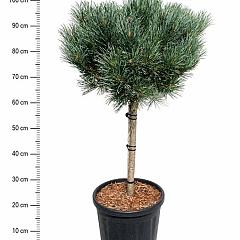 Pinus sylvestris 'Watereri'