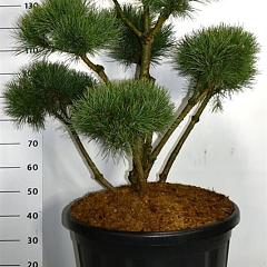 Pinus sylvestris 'Watereri'
