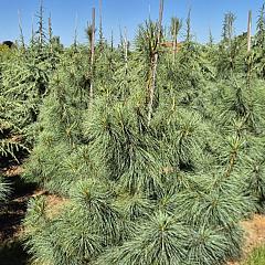 Pinus wallichiana