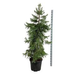 Sequoiadendron g. 'Healty Mammoth Three'