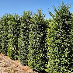 Taxus baccata