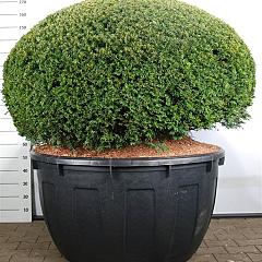 Taxus baccata