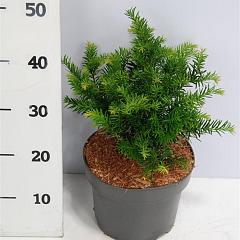 Taxus b. 'Repandens'
