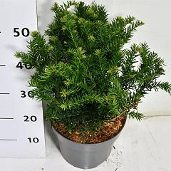 Taxus b. 'Repandens'